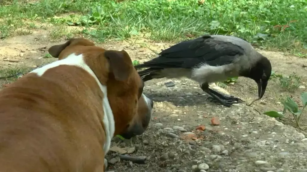 Un corbeau reconnaissant a exposé le voleur