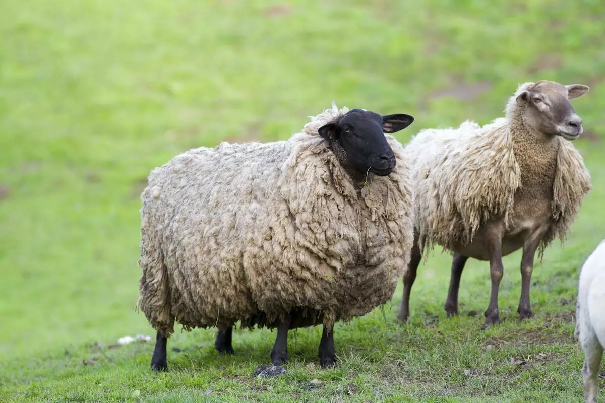 Неолитик хонь Domestators нь амьтан амь нас баралтын өндөртэй тулгарав 4050_1