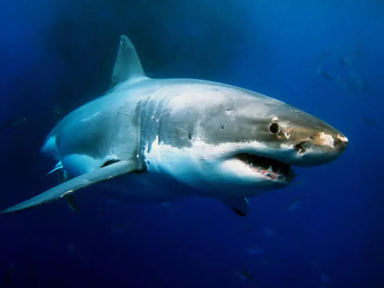 Što znamo o morskim psima?