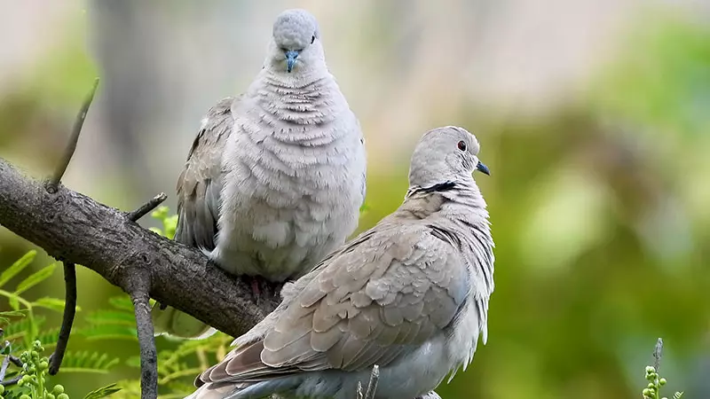 Prečo nesmie brať vzhľad holubov a iných veriacich o vtákoch 4522_3