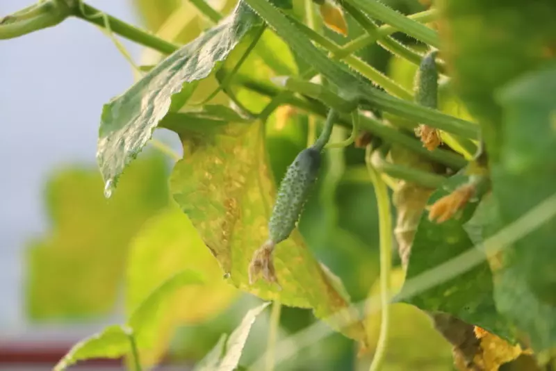Cucumbers कसे उपचार करावे: अनुभवी उन्हाळ्यात रहिवासी साठी टिपा 4916_2