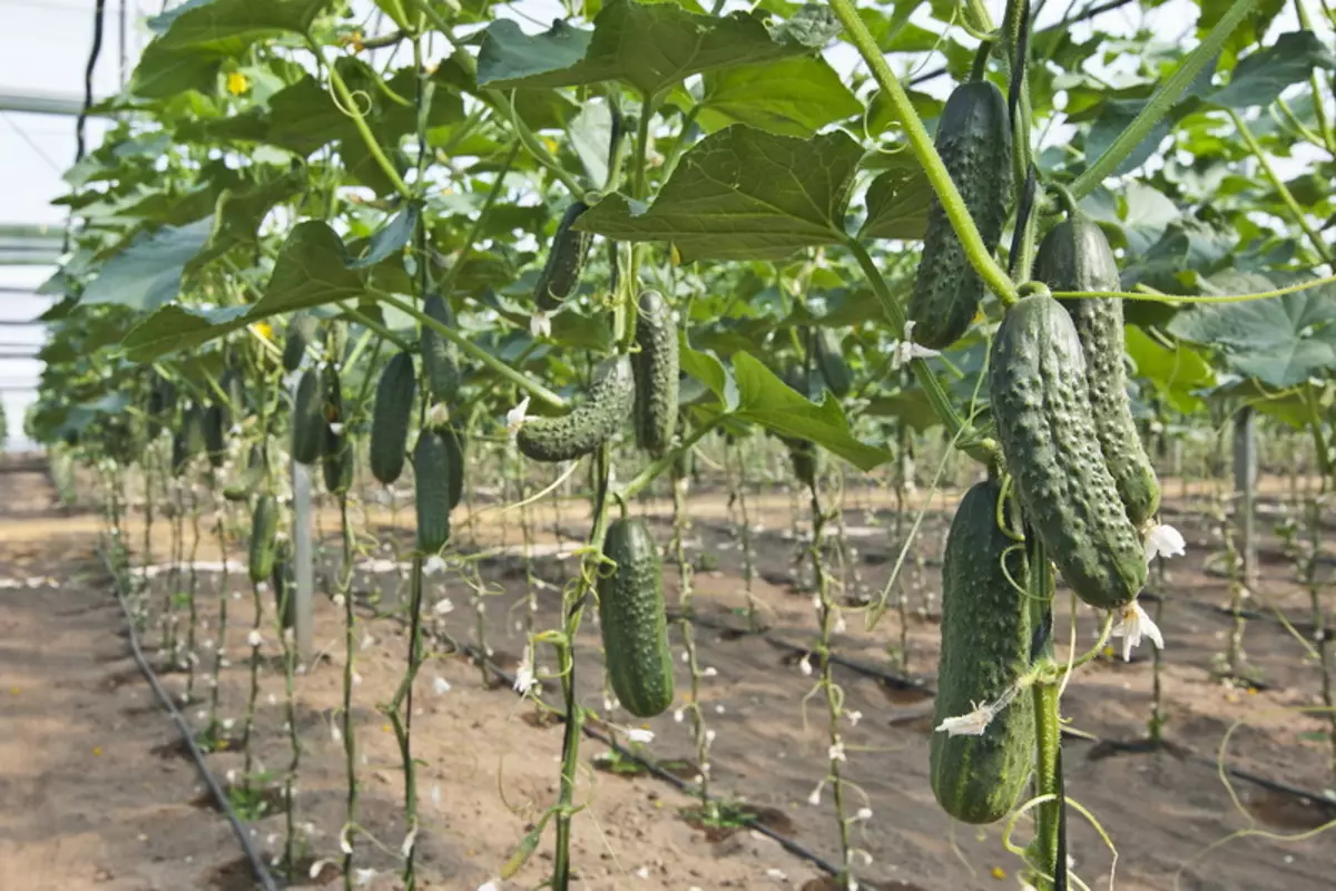 Cucumbers চিকিত্সা কিভাবে: অভিজ্ঞ গ্রীষ্মের অধিবাসীদের জন্য টিপস 4916_3
