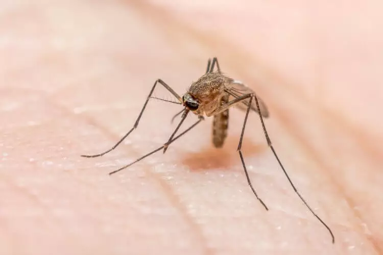 Come la malaria plasma ha sistemato la pandemia più lunga nella storia dell'umanità 4979_1