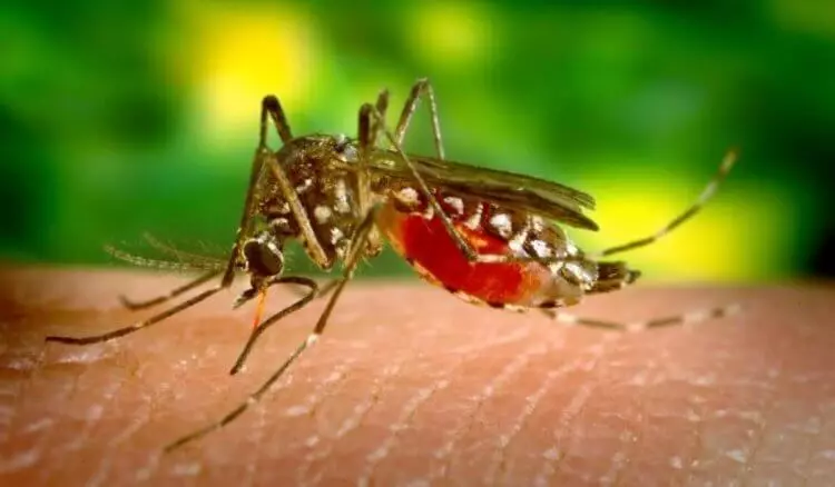 Kiel la Malaria Plasmo aranĝis la plej longan pandemion en la historio de la homaro 4979_2