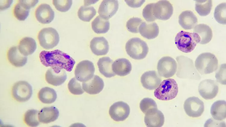 Hogyan rendezte a malária plazma a leghosszabb pandémiát az emberiség történetében 4979_3