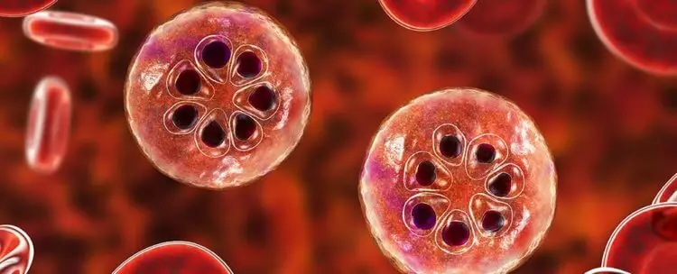 Kaip maliarija plazma surengė ilgą pandemiją žmonijos istorijoje 4979_5