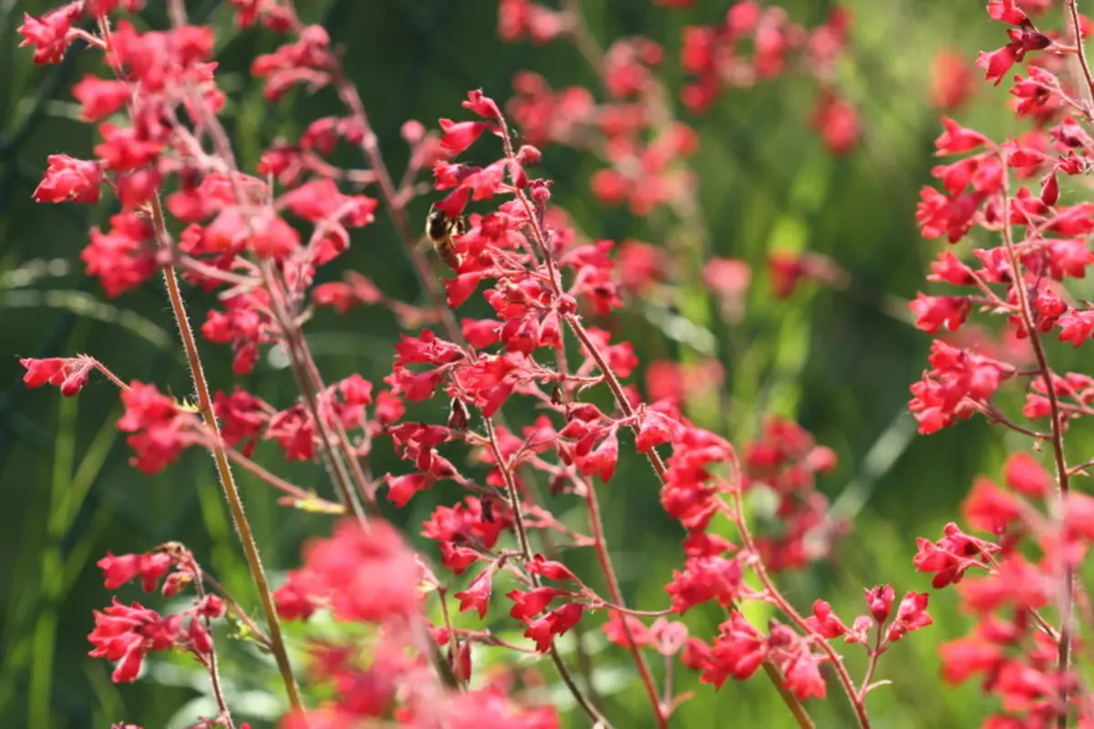 Geichera adalah bunga yang menakjubkan yang menghiasi taman selama sembilan bulan 5041_1