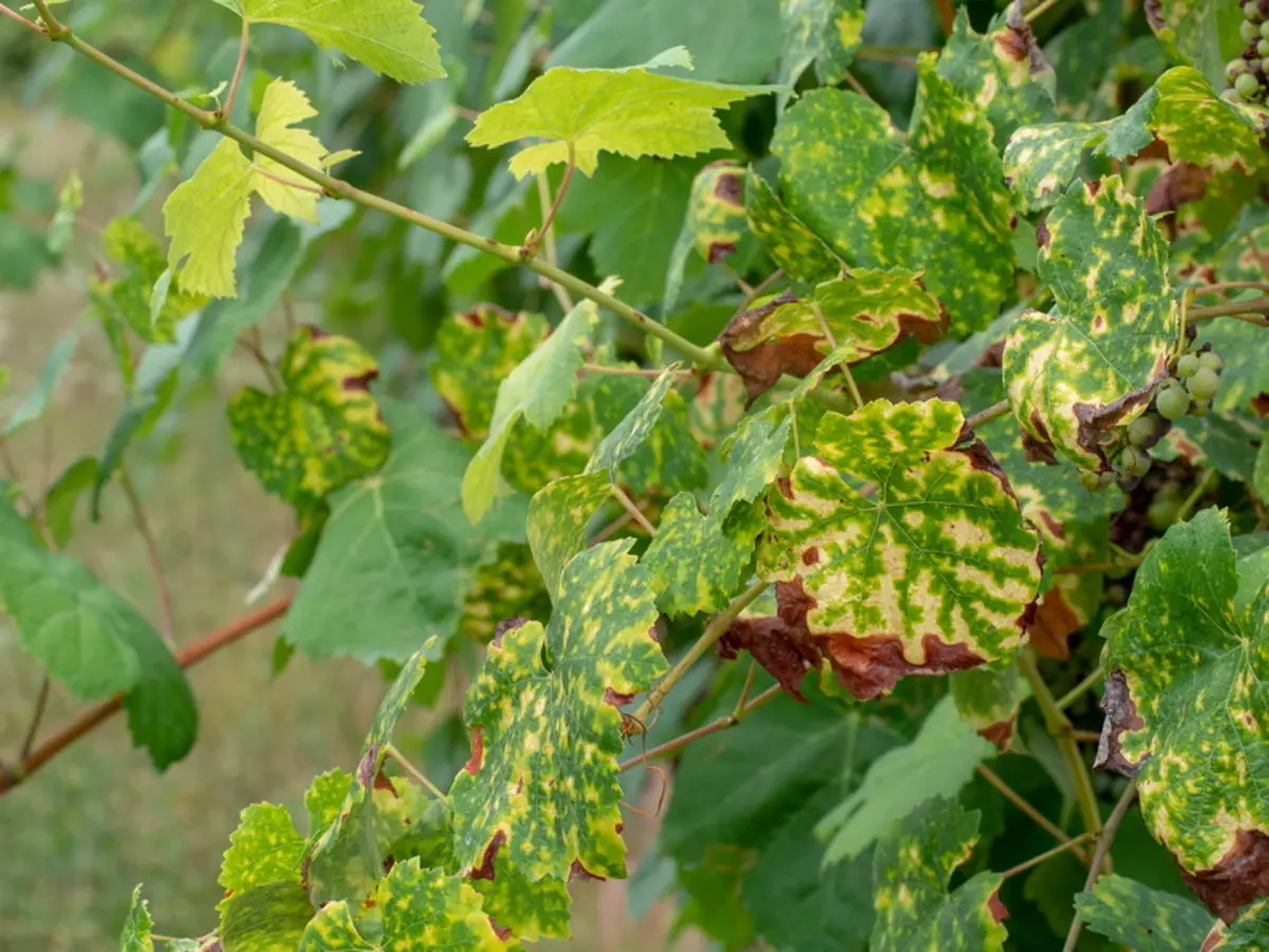 Spring Fungal Diseases Grapes and Fighting 5128_2