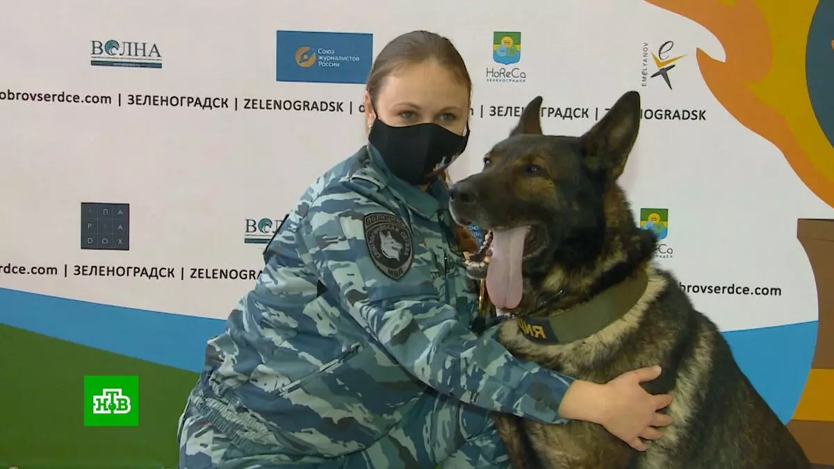 Zemra e guximshme, putrat dhe bishti: Nën Kaliningrad dorëzuan një çmim për heroizmin e kafshëve 5394_1