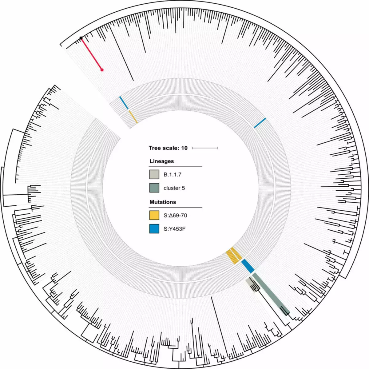 Навукоўцы распавялі пра расіянцы, у якой коронавирус набыў 18 новых мутацый 5749_2