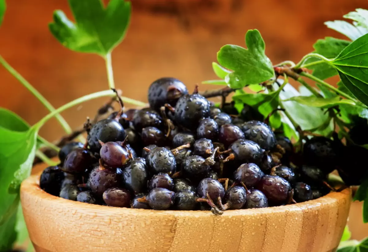 Varietetet më të mira të rrushit të zi, rezistent ndaj myk 6081_2