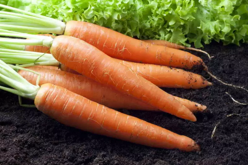 El cultivo y el almacenamiento de zanahorias, casi el complejo. 6195_1