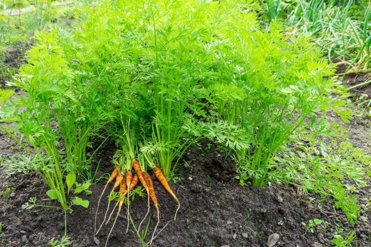 Вирощування і зберігання моркви - просто про складне 6195_3