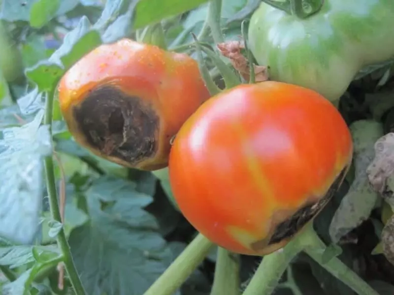 Tomatid mädavad põõsastest: põhjus ja viis probleemi lahendamiseks 640_1