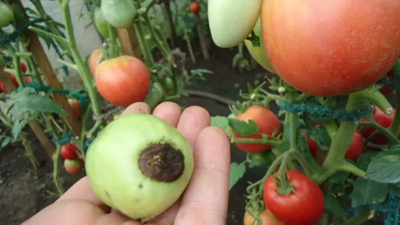 Tomato bushes वर रॉट: समस्या सोडविण्यासाठी कारण आणि मार्ग 640_4