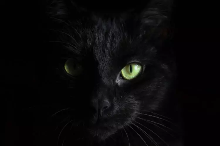為什麼完全黑貓很少？歷史深處誘惑的原因 6460_1