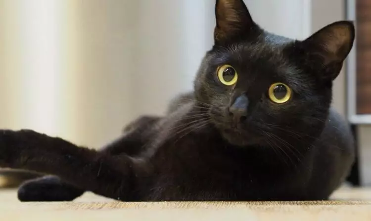 Hvorfor er helt sorte katte meget lidt? Årsagen lokker i dybden af ​​historien 6460_5