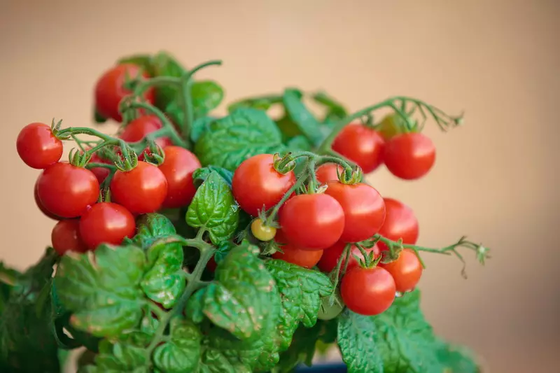 5 meilleures variétés d'ampel de tomates 6489_1