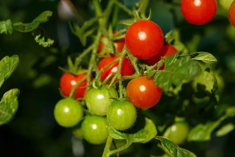 Ampel tomāti - audzēšana apturēta Kaspo 6687_1