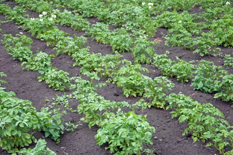六月和七月土豆出现黄叶的原因 6733_1