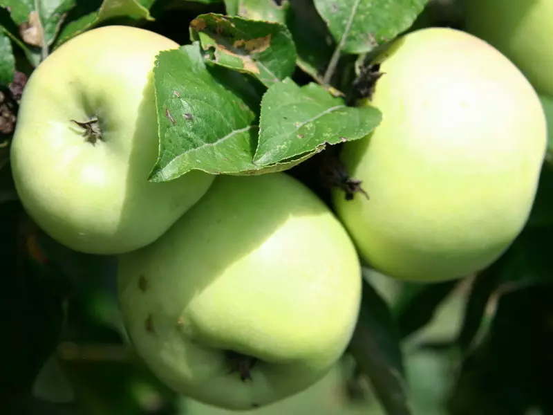 Cosa devi sapere sugli alberi di melo resistenti all'averno 6851_1