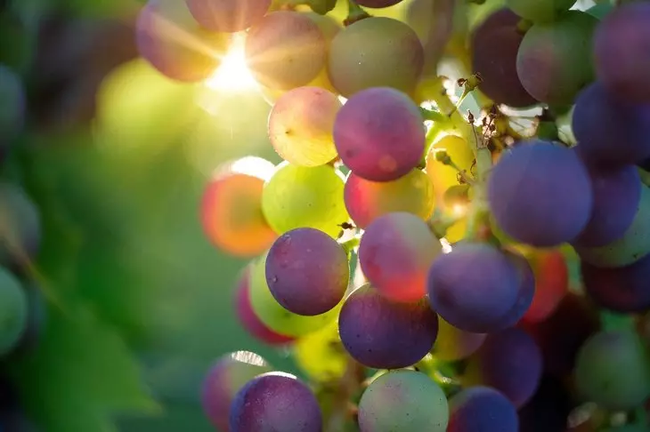 Does the export of Indian grapes reflected in the export of the Indian grapes 6990_1