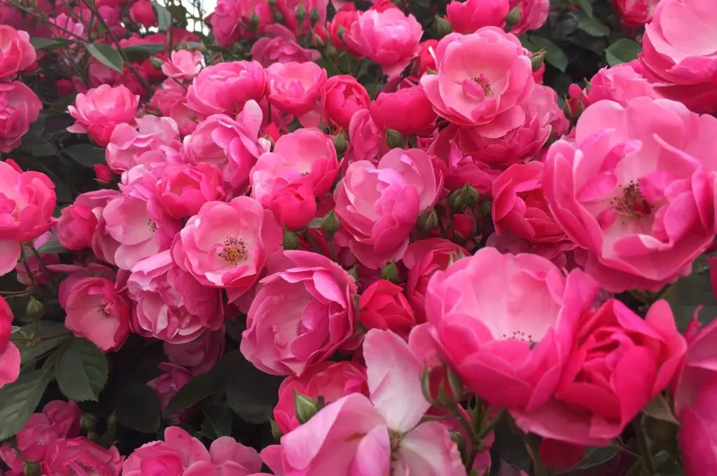 Cómo organizar un macizo de flores con rosas: 3 reglas de oro 7419_1