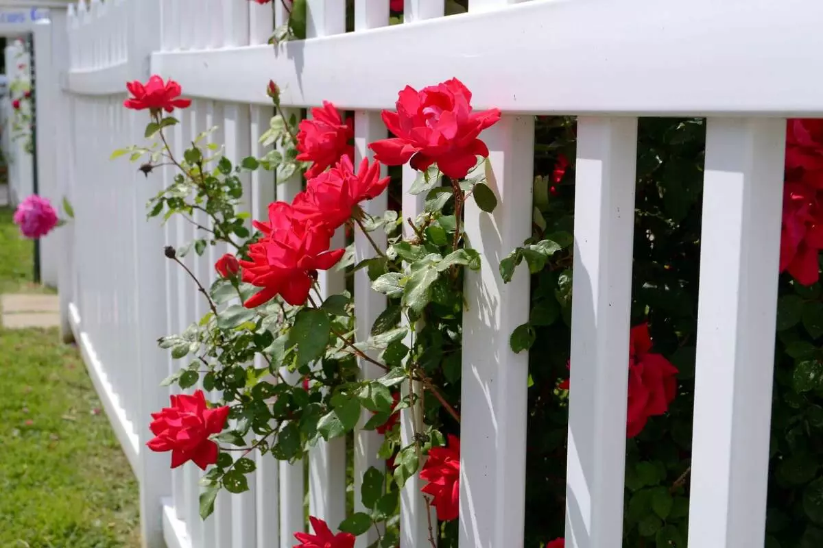 Hur man arrangerar en blomsterbädd med rosor: 3 guldregler 7419_2