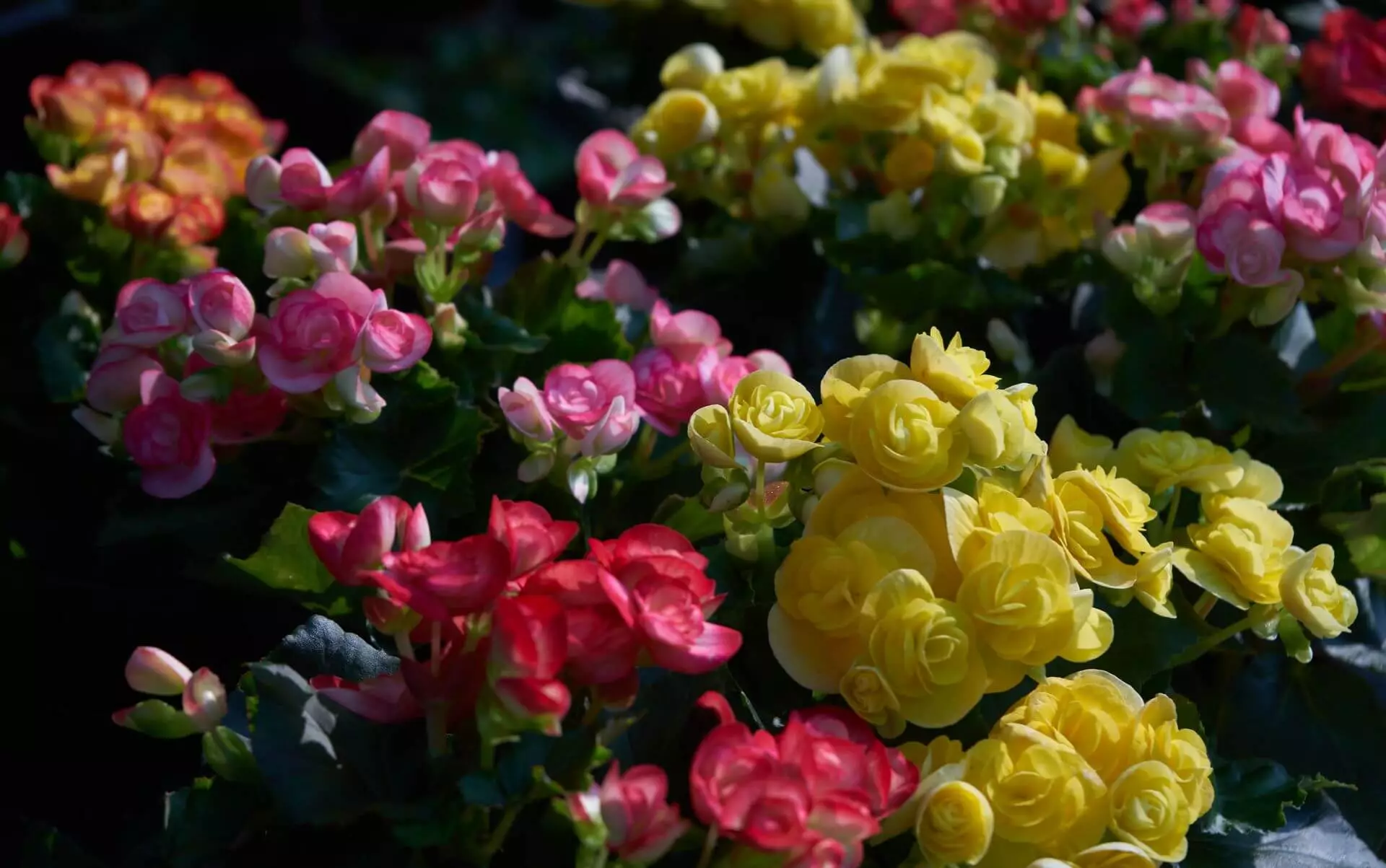 Comment organiser un lit de fleurs avec des roses: 3 règles d'or 7419_4