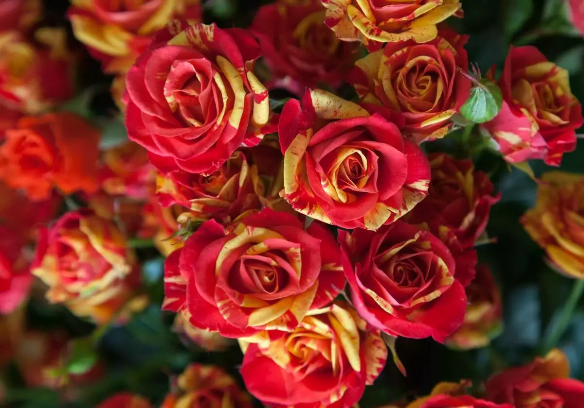 Cara mengatur petak bunga dengan mawar: 3 aturan emas 7419_8