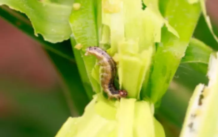 12 erilaista parasitoidea vaikuttaa maissin lehtipuun 7508_1