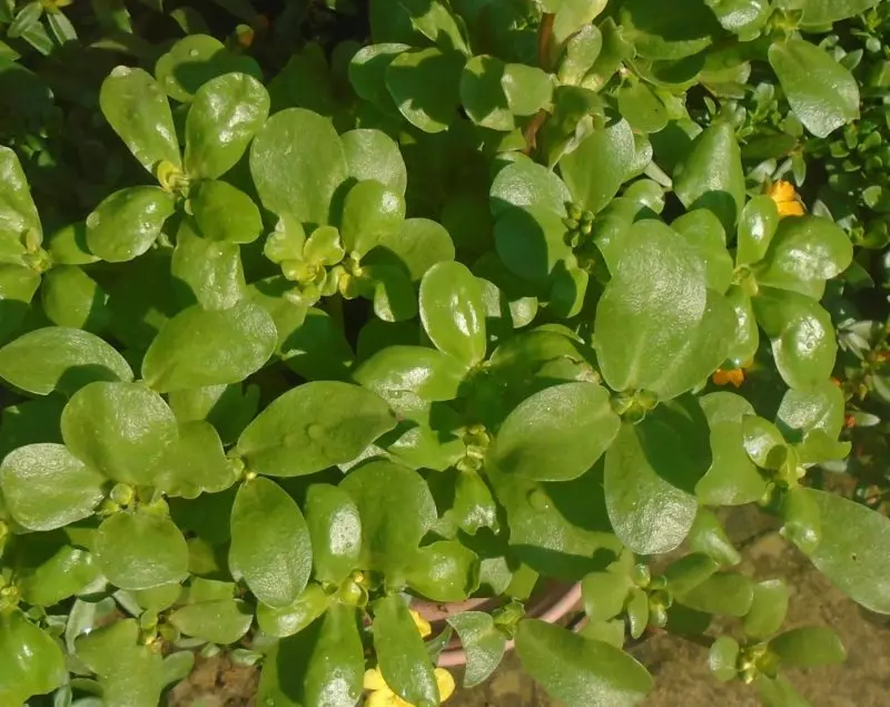 Greenery segar di tangan: Apa tumbuhan yang boleh tumbuh di tingkap 7571_7