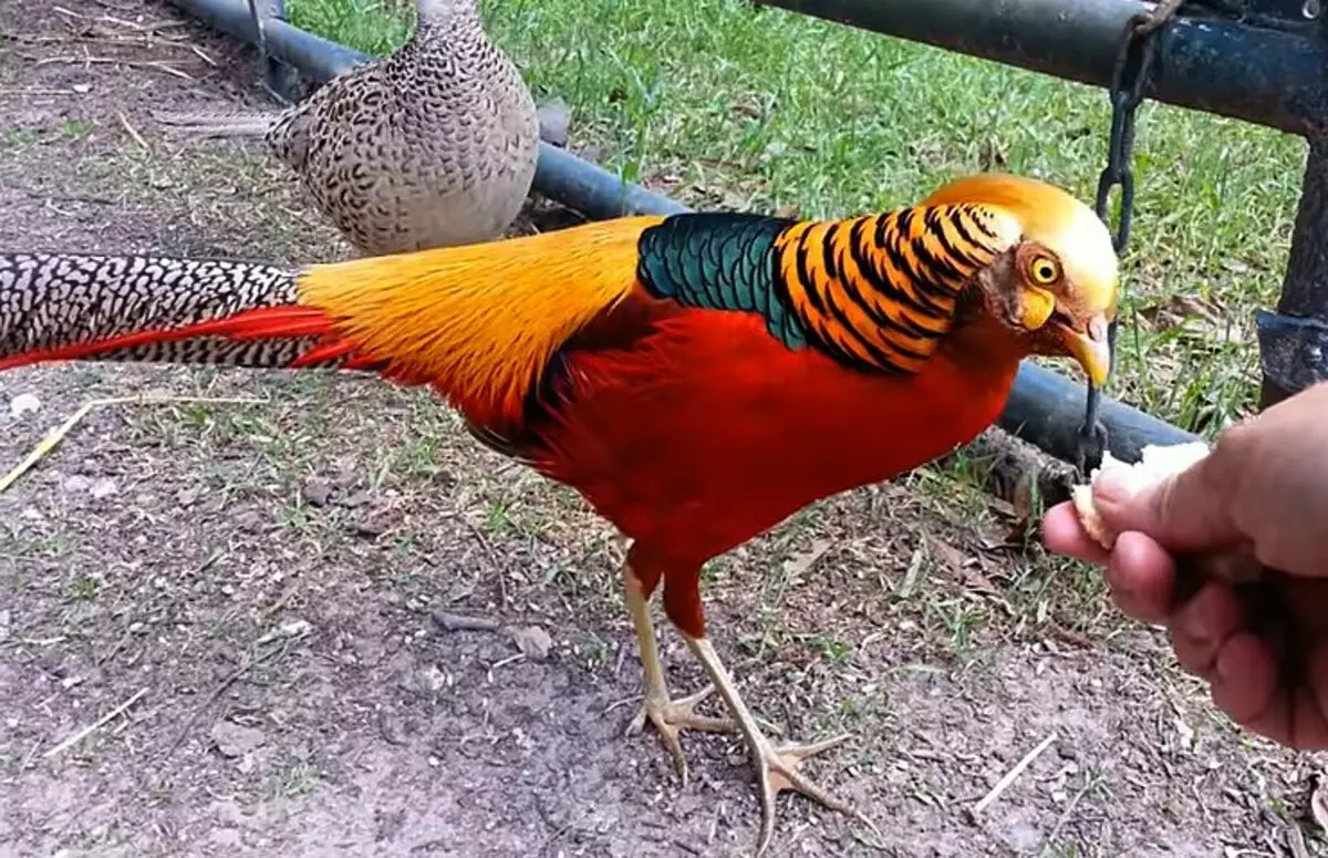 Золотий фазан: опис птиці 7659_3