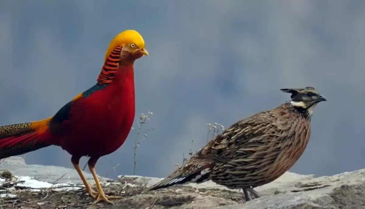 Golden Pheasant: Bird Lýsing 7659_5