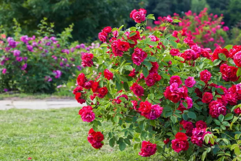 Достапни метод за одгледување на роза - есенски шилинг 7884_1