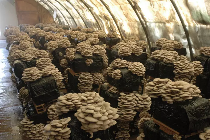 Kuinka avata liiketoiminnan kasvaville sieniä Venäjällä: laitteet, kannattavuus, arvostelut 7977_1