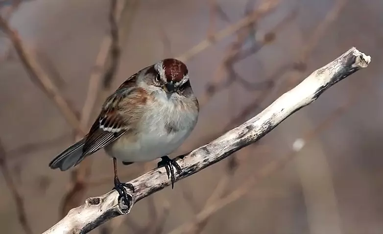 Vilken förkylning är kritisk för sparrows 8357_2
