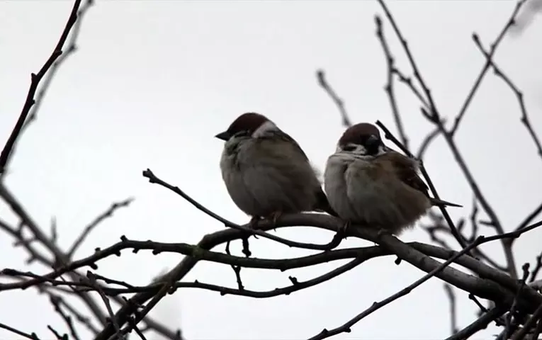 Hvaða kuldi er mikilvægt fyrir sparrows 8357_3