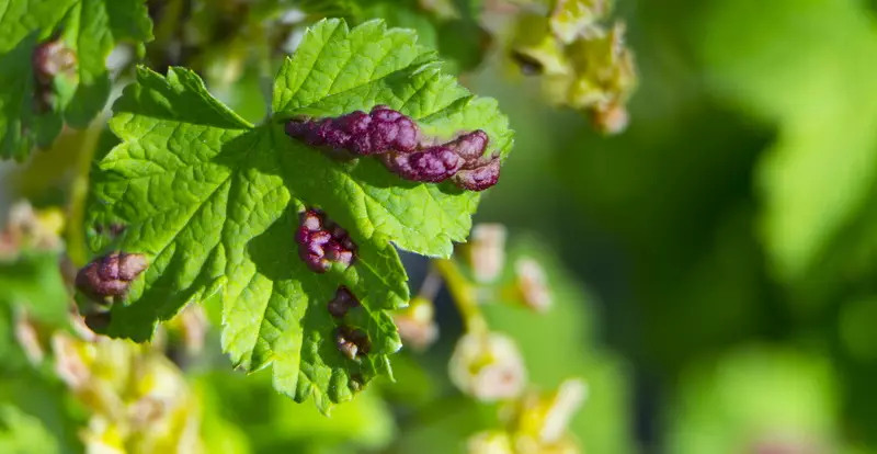 Prevention of diseases of the gooseberry and currant 8421_1