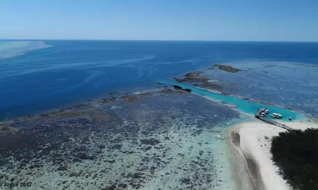 A vida dos arrecifes de coral preto de Australia é apoiada por 64 mil toneladas de feces de pepino mariña: axudou a aprender drones 8459_2