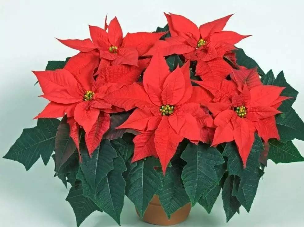 Poinsettia care subtleties: how to water the flower correctly, do you need to spray? 8758_1