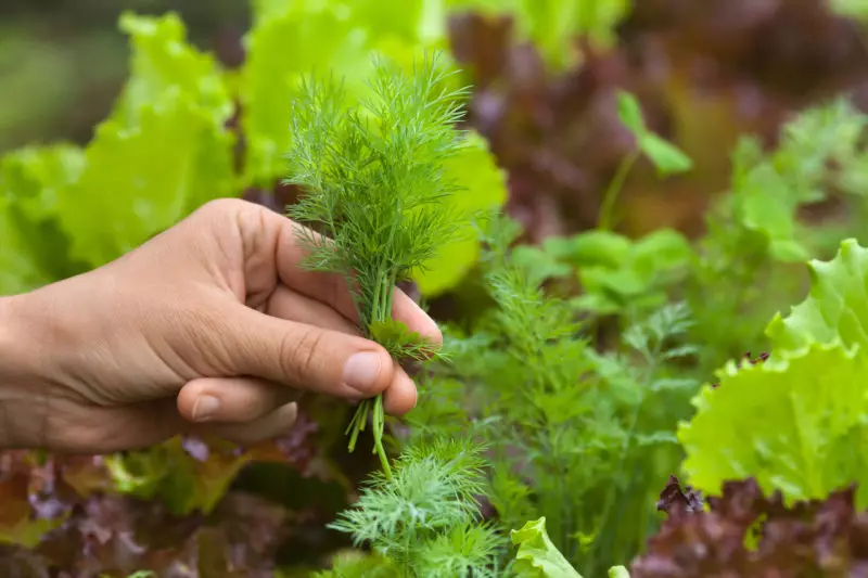 Ongewone groentetuin: pittige plante op jou beddens - skoonheid en voordeel op dieselfde tyd 8895_1