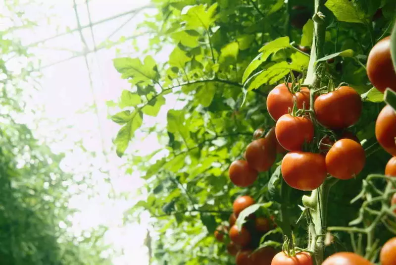 10 Regras para o cultivo competente de tomates 905_1