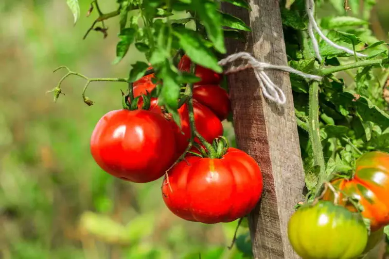 Mes nepriklausomai gaminame pomidorų žymes 9293_2