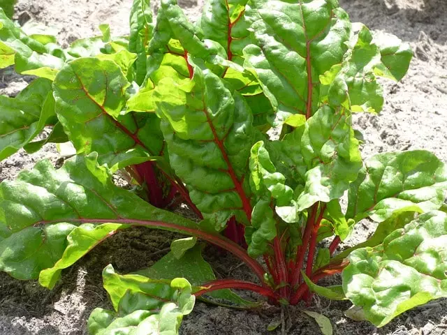 5 แหล่งพืชที่เรียบง่ายที่สุดของแคลเซียมในสวนของคุณ - เติบโตสุขภาพ! 9599_3