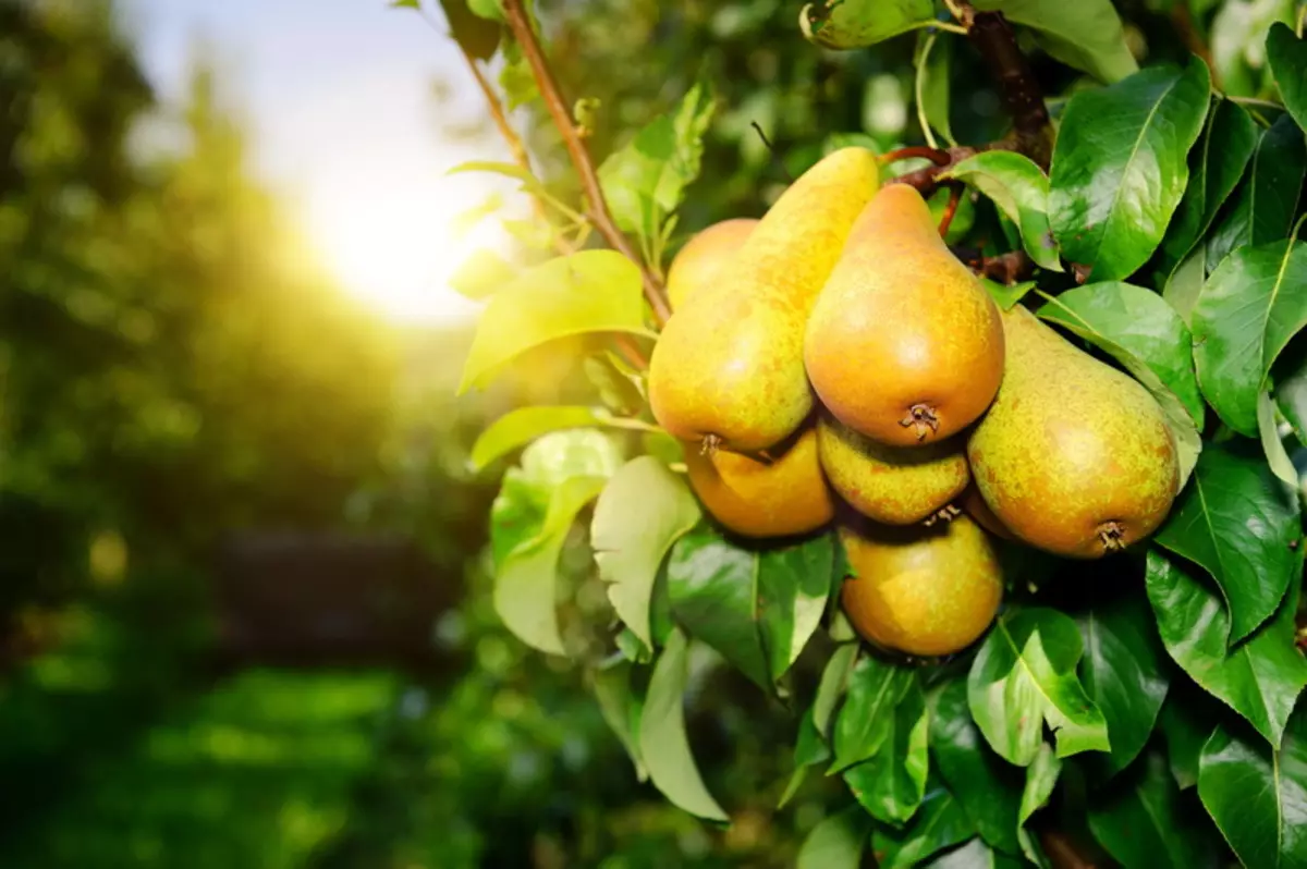 វិធីសាស្រ្តនៃការកាត់រដូវស្លឹកឈើជ្រុះនៃ pears និងអនុសាសន៍សម្រាប់ការអនុវត្តរបស់វា 9681_1
