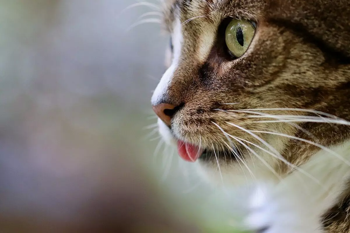 RJOCHTEN: Wiet iten foar katten yn 'e realiteit kin net fol wurde neamd