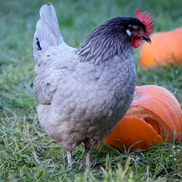 Avl og radar racer kyllinger - Andalusisk blå 9790_1