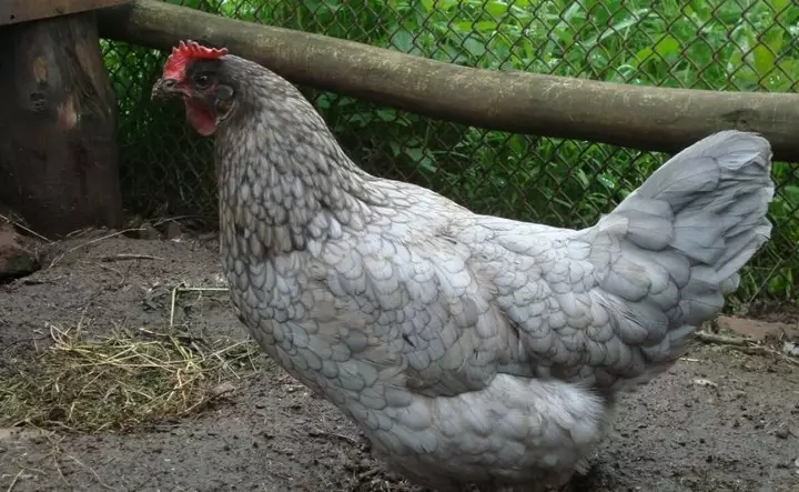 Κοτόπουλα κτηνοτροφίας και ραντάρ - Ανδαλουσίας μπλε