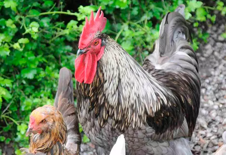 Avl og radar racer kyllinger - Andalusisk blå 9790_6